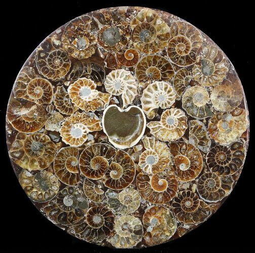 Composite Plate Of Agatized Ammonite Fossils #57743